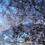 IMG_1666 (cherry)
