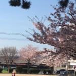 IMG_1671 (cherry)