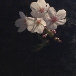 IMG_1675 (桜の入園式)