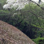 IMG_1714 (残りサクラ)