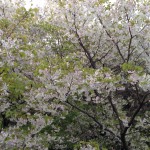 IMG_1718 (残りサクラ)