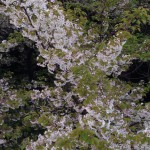 IMG_1722 (残りサクラ)