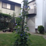 IMG_2487.JPG (朝顔ツリー)