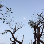 IMG_0280 (今日の予定がとどこおりなく済むように!)