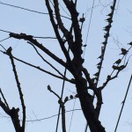 2015-01-21 02.19.40 (雀)