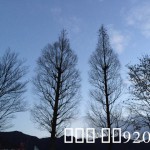 IMG_3409.JPG (落葉樹)
