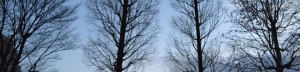 cropped-IMG_34092.jpg (Sakura)