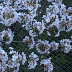 IMG_3569.JPG (Sakura)