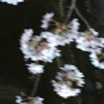 IMG_3571.JPG (Sakura)