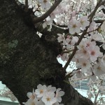 IMG_3573.JPG (Sakura)