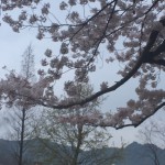 IMG_3577.JPG (Sakura)