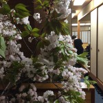 IMG_3618.JPG (門司ロータリー観桜例会潜入)