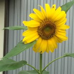 IMG_0125.JPG (のっぽ向日葵)