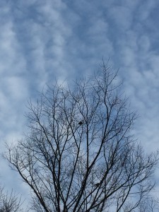IMG_0987