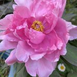 IMG_3415 (今日は海人の高校入学式)